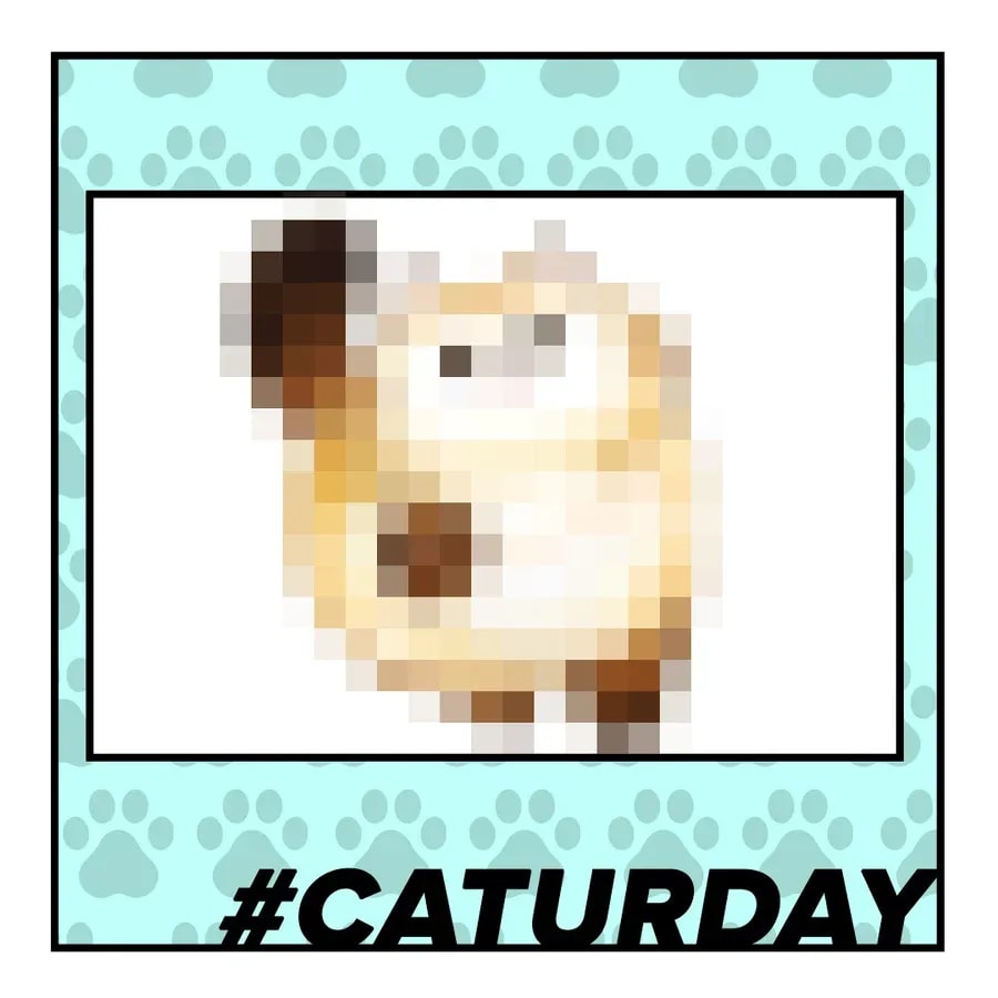 Discover the Anime Expo Vibes on Caturday