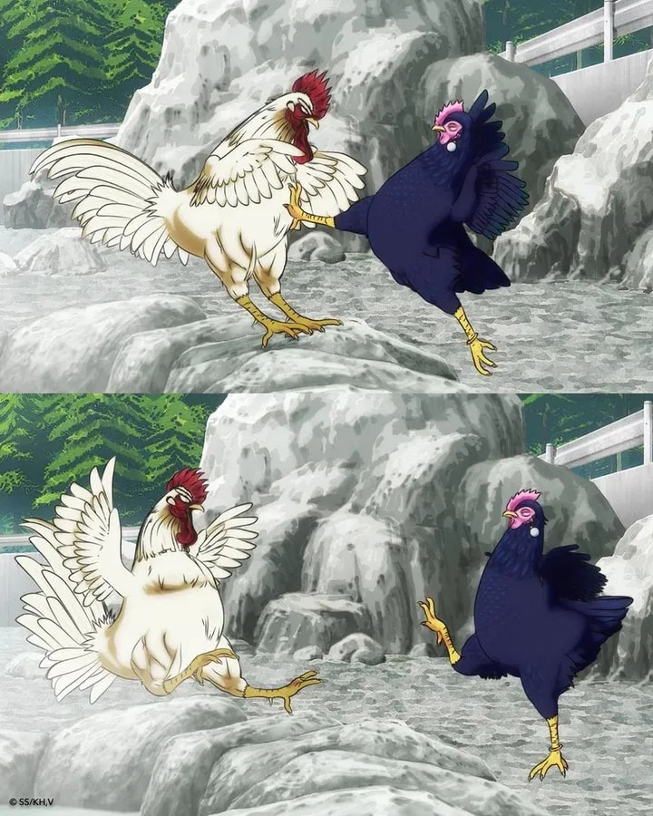 Discovering the Story Behind Rooster Fighter