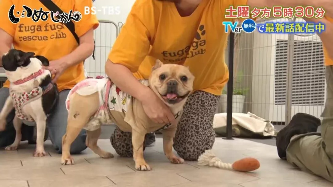 Dog Time Broadcast Update: Rescue Dogs and More
