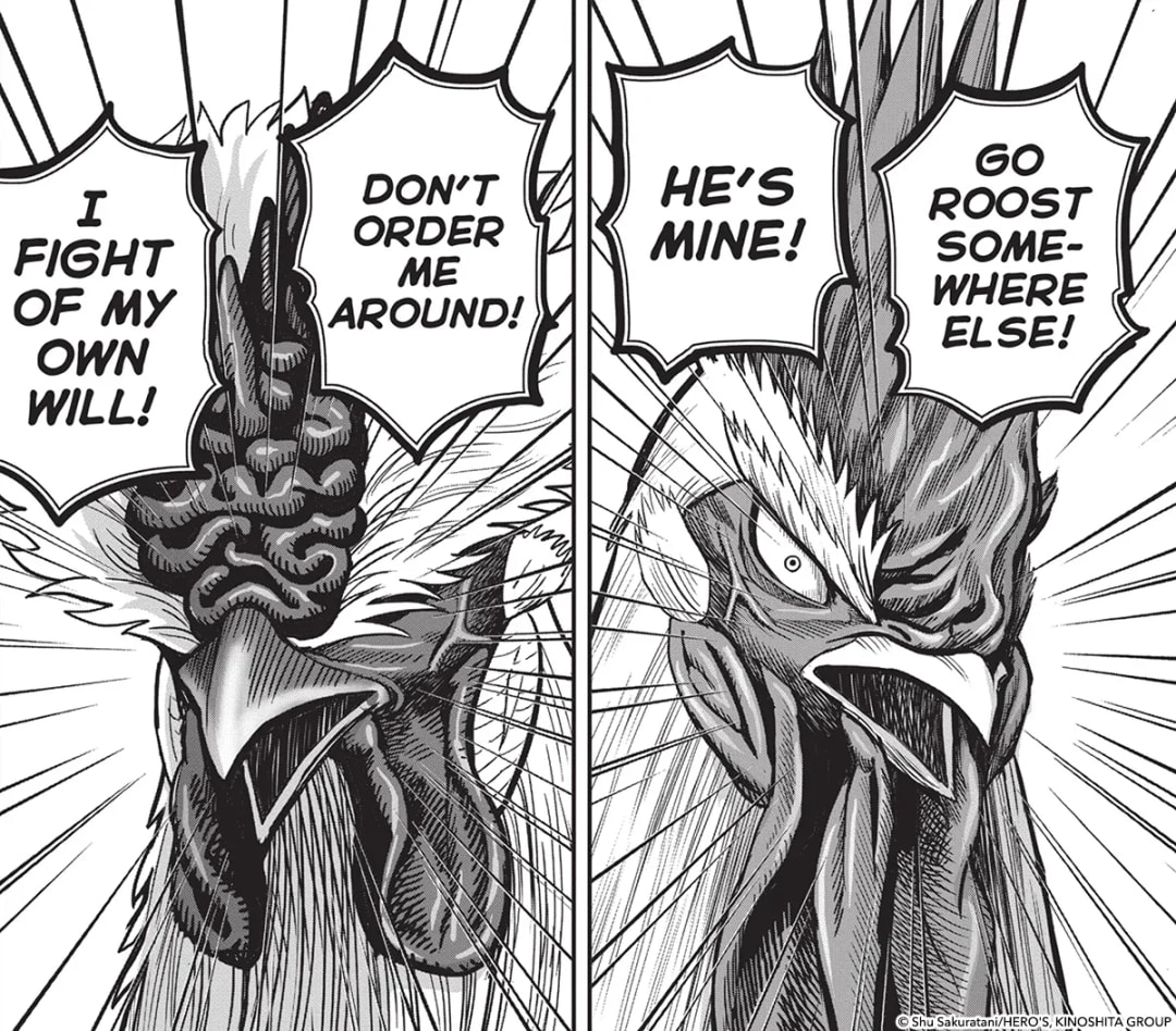 Rooster Fighter: Anticipating the Next Intense Battle
