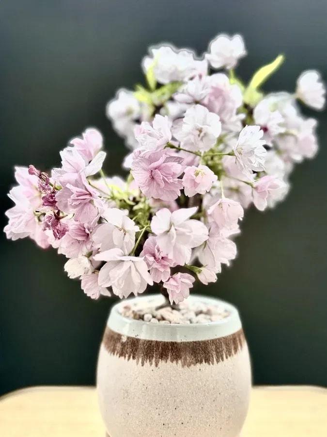 Spring Has Arrived: The Cherry Blossoms of "The Scented Flower Blooms Resolutely" Anime